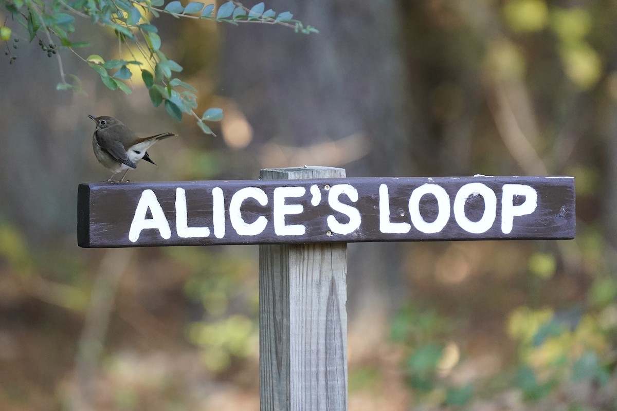 Hermit Thrush - ML610941205