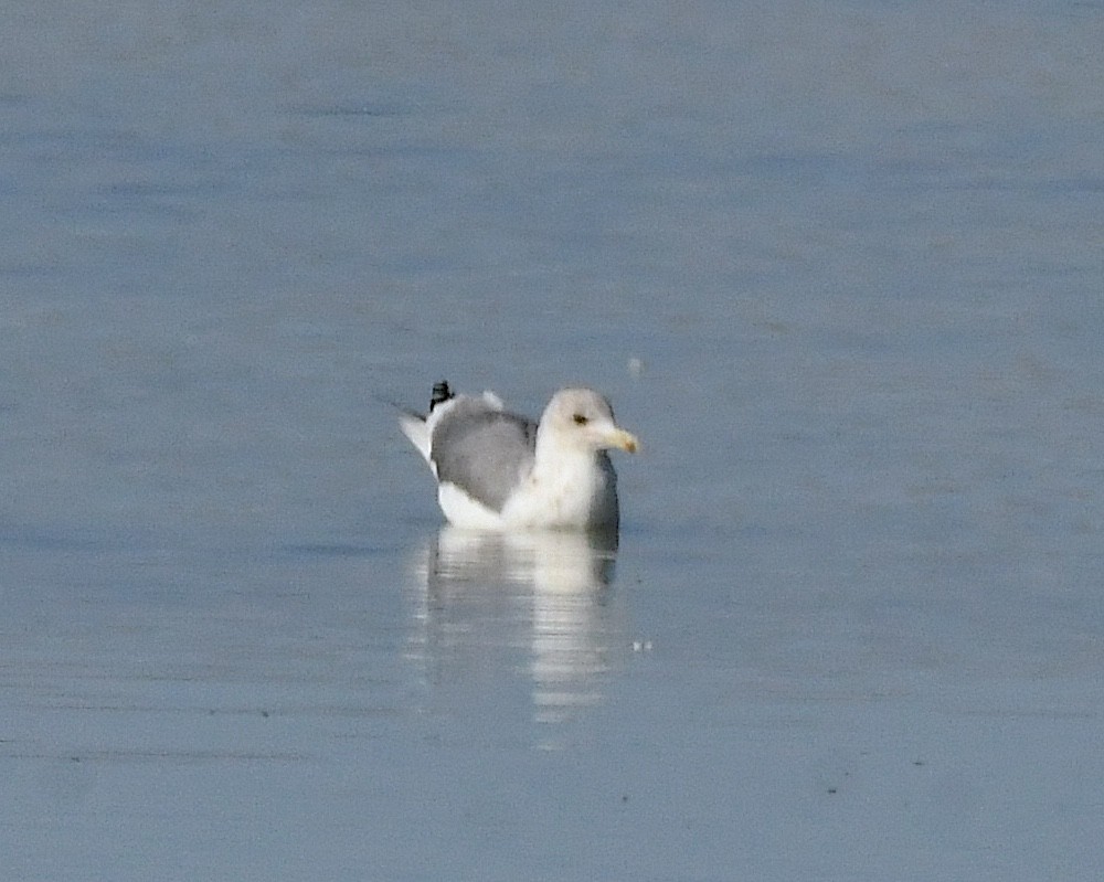 California Gull - ML610941216