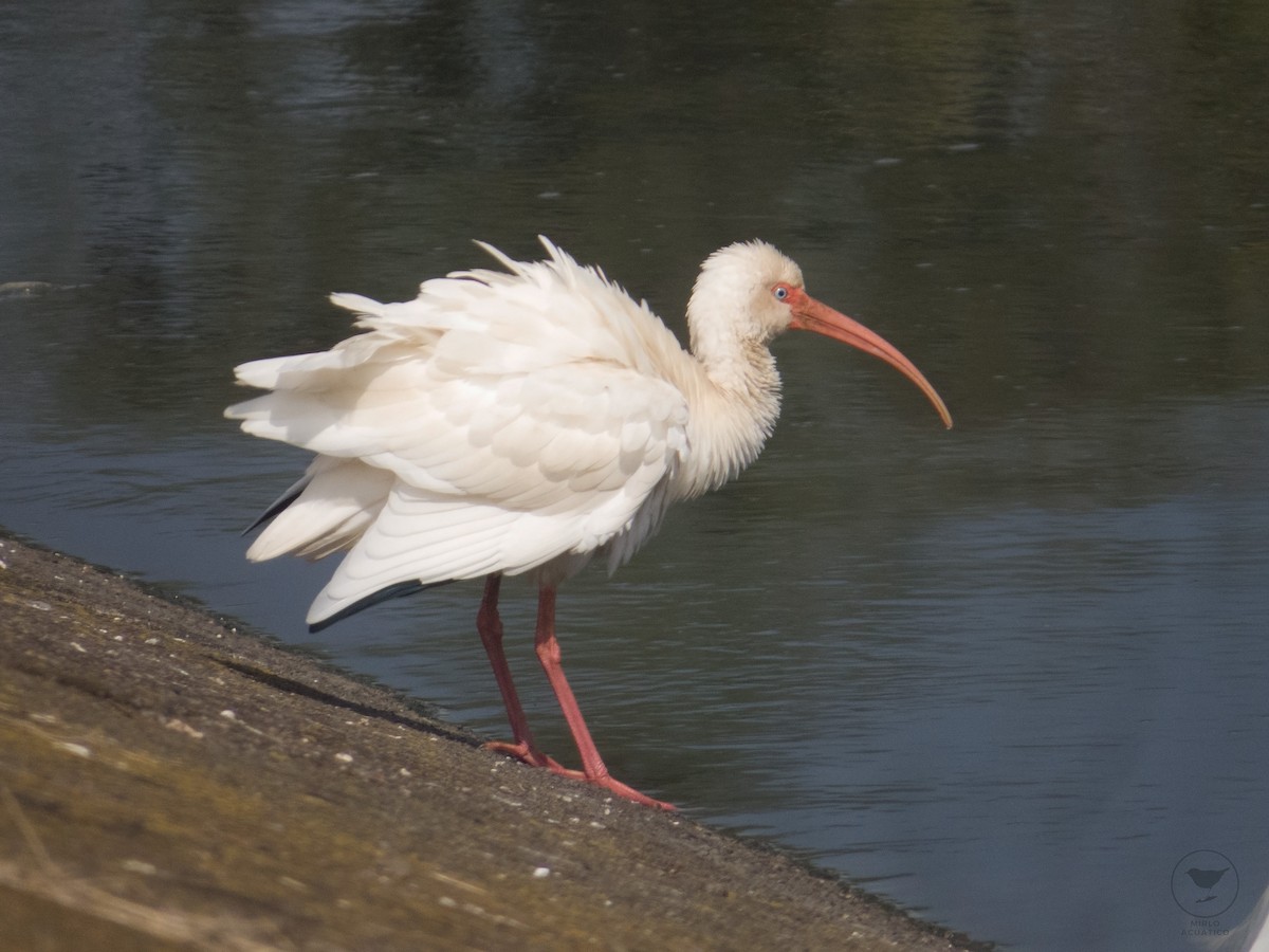 ibis bílý - ML610941217