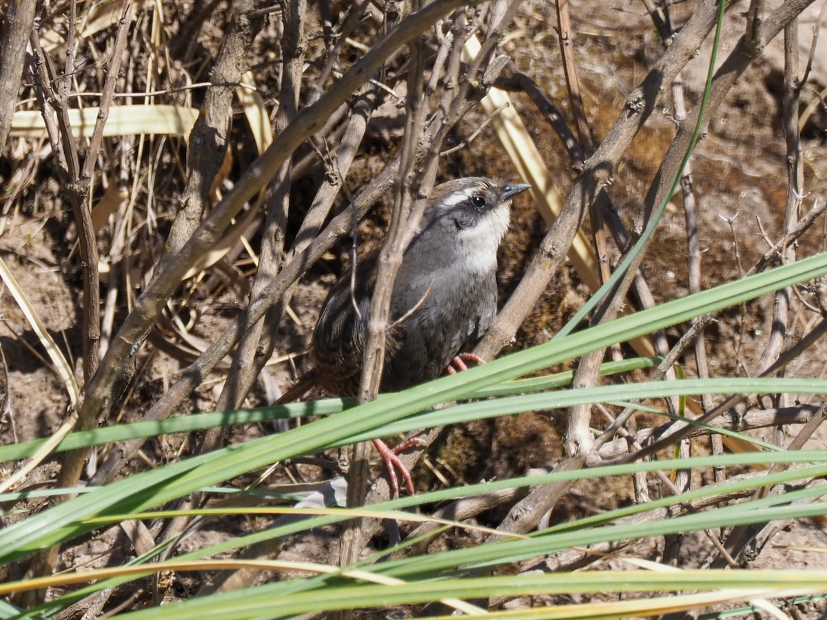 White-browed Tapaculo - ML610941228