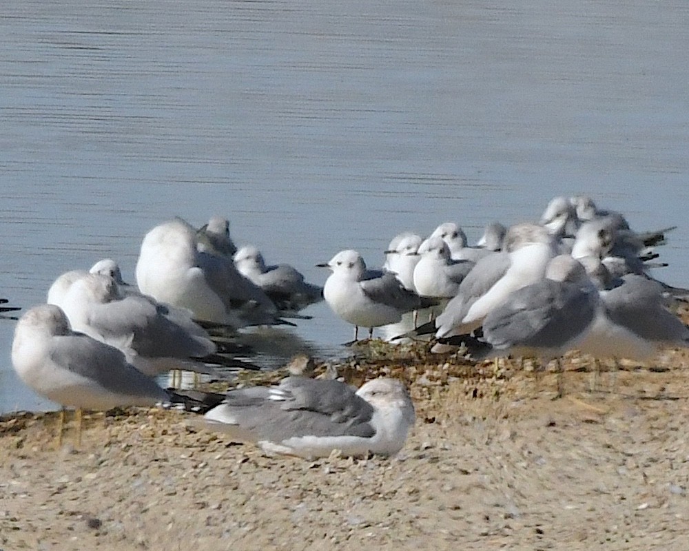 California Gull - ML610941230