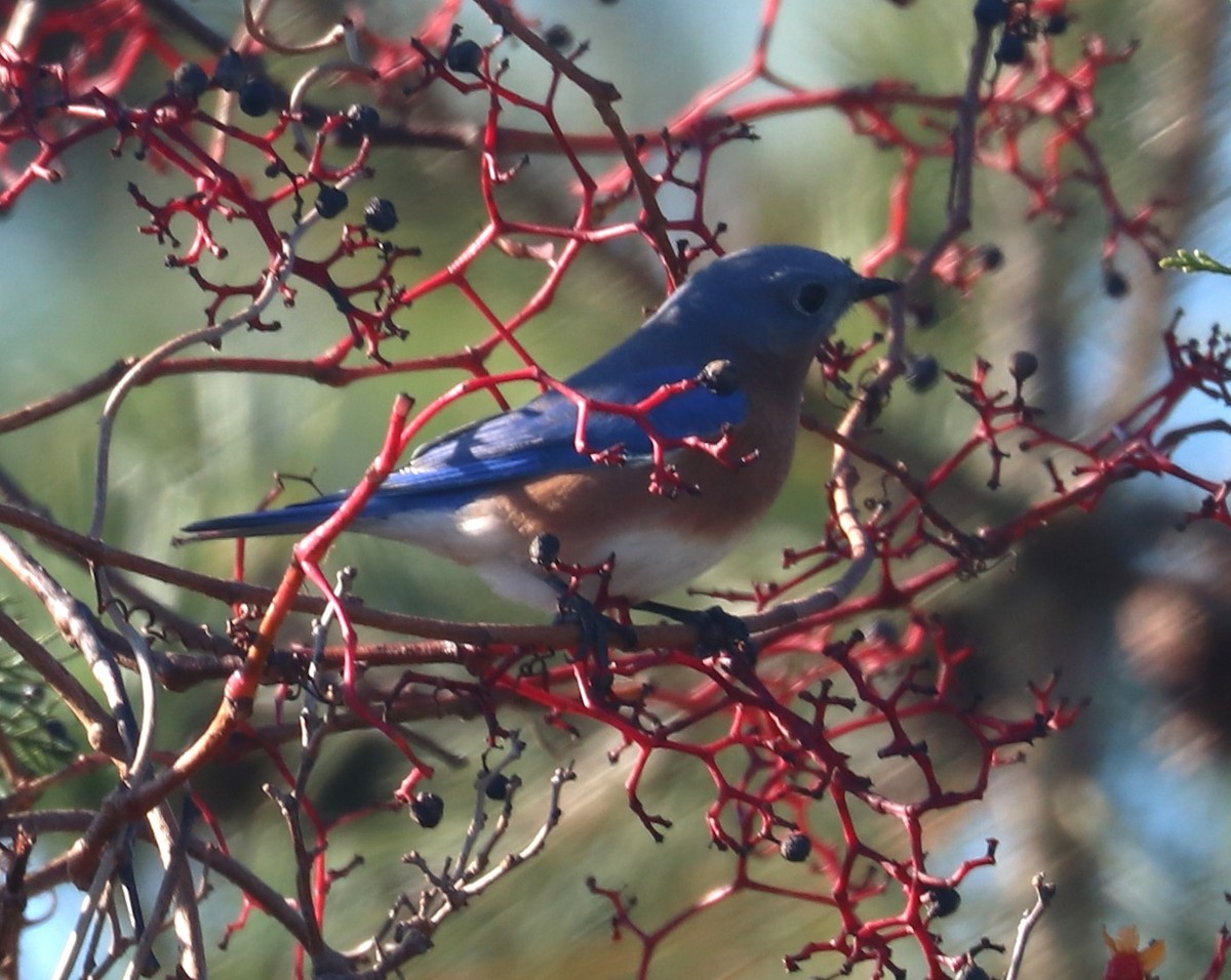 Eastern Bluebird - ML610941277