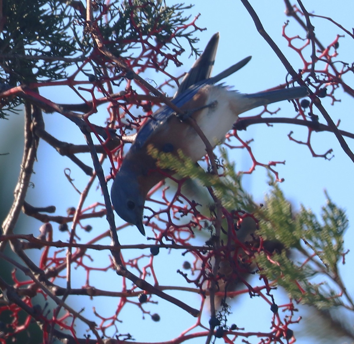 Eastern Bluebird - ML610941281