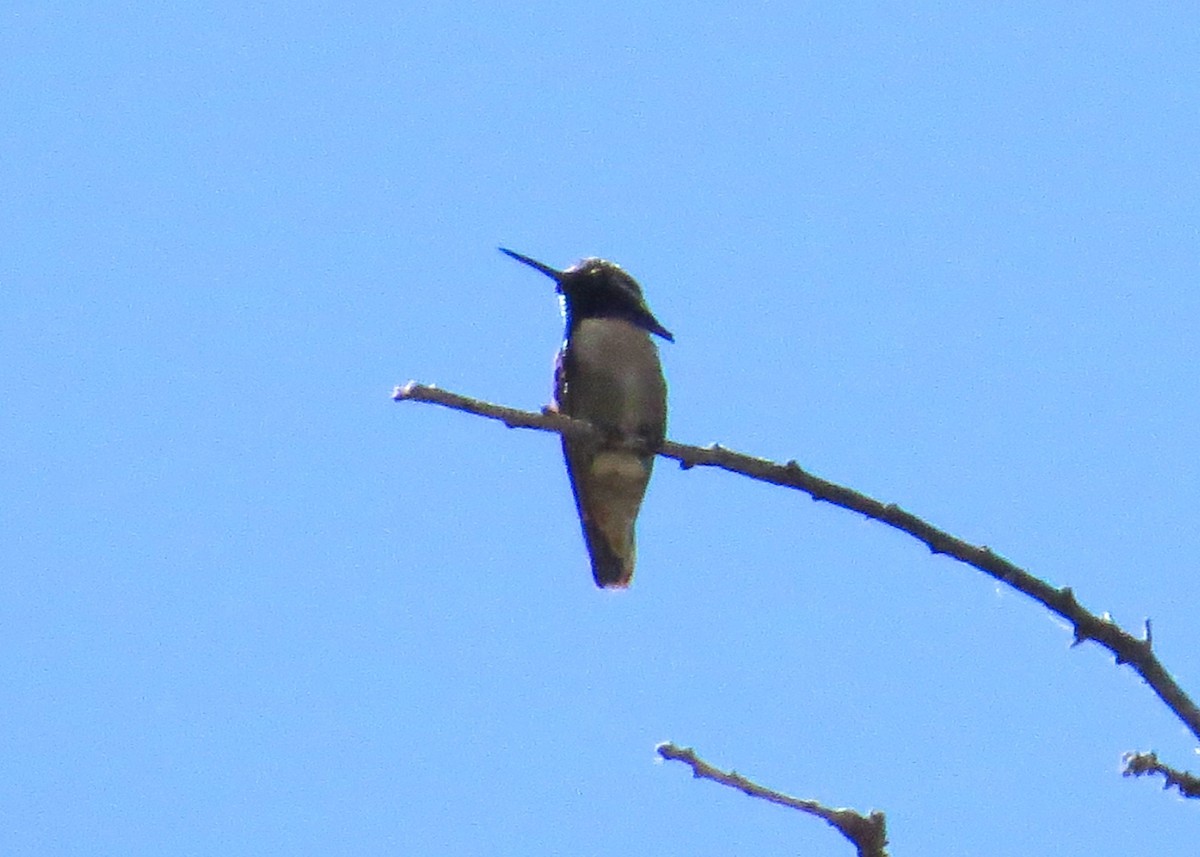 Costa's Hummingbird - ML61094131