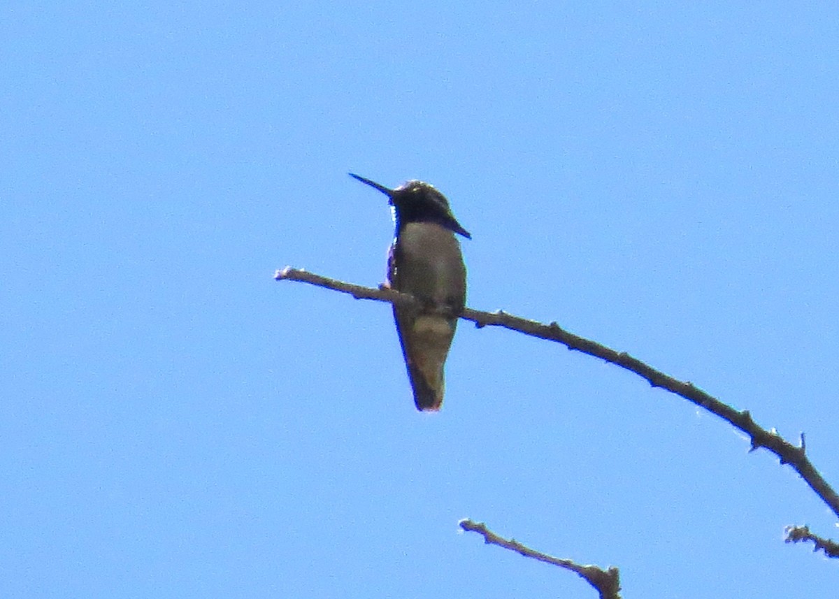 ørkenkolibri - ML61094131