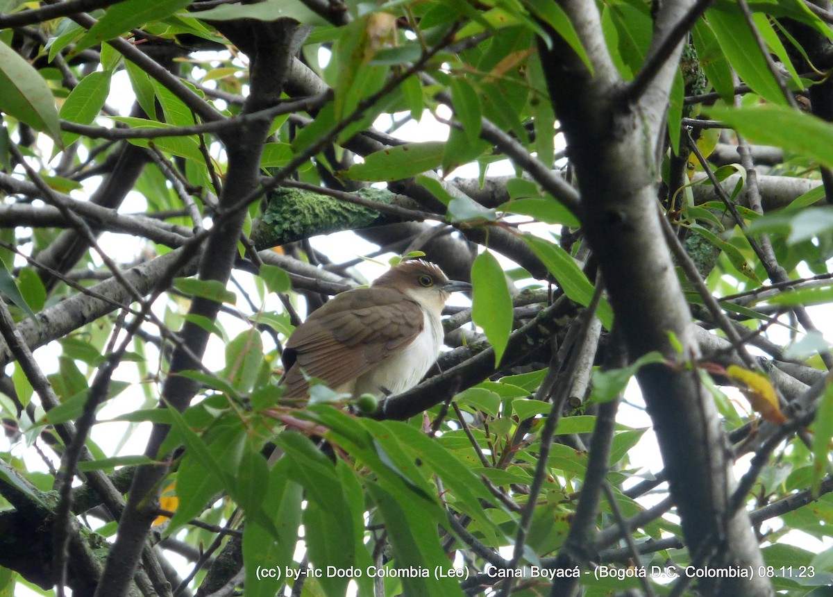 Black-billed Cuckoo - Leonardo Ortega (Dodo Colombia)