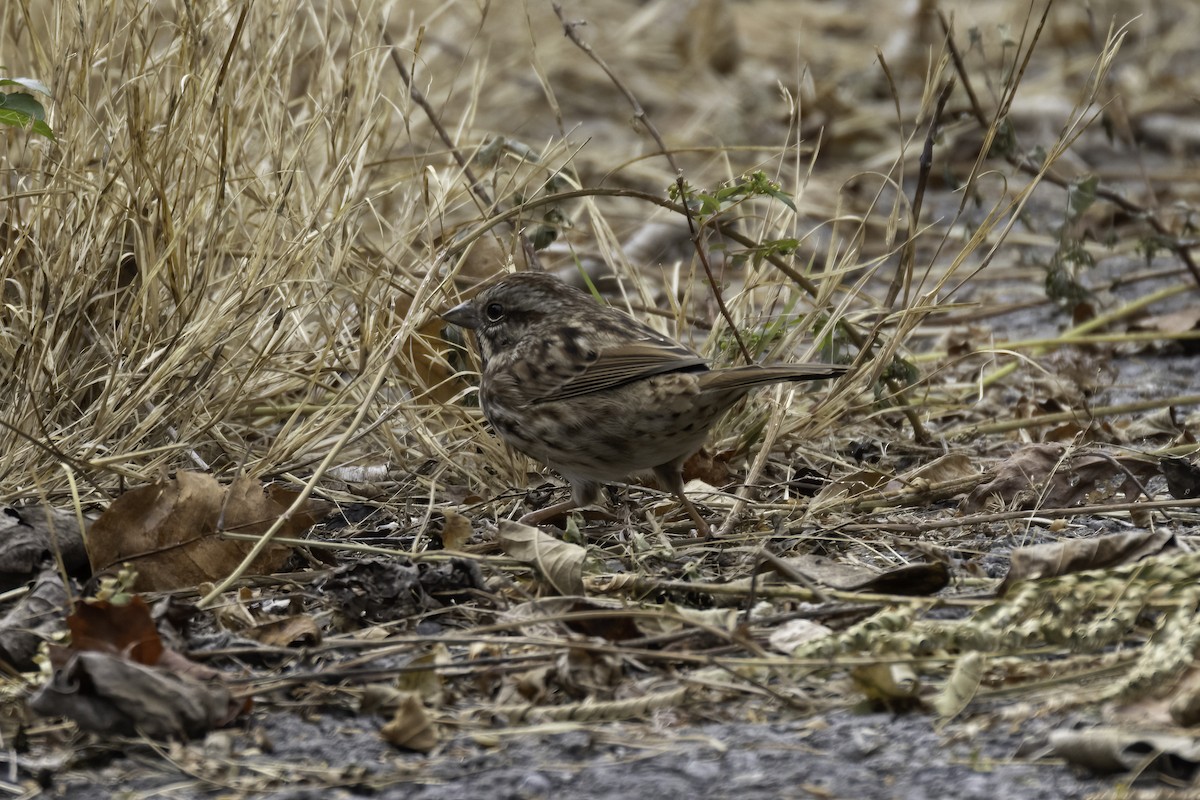 Song Sparrow - Ron Shrieves