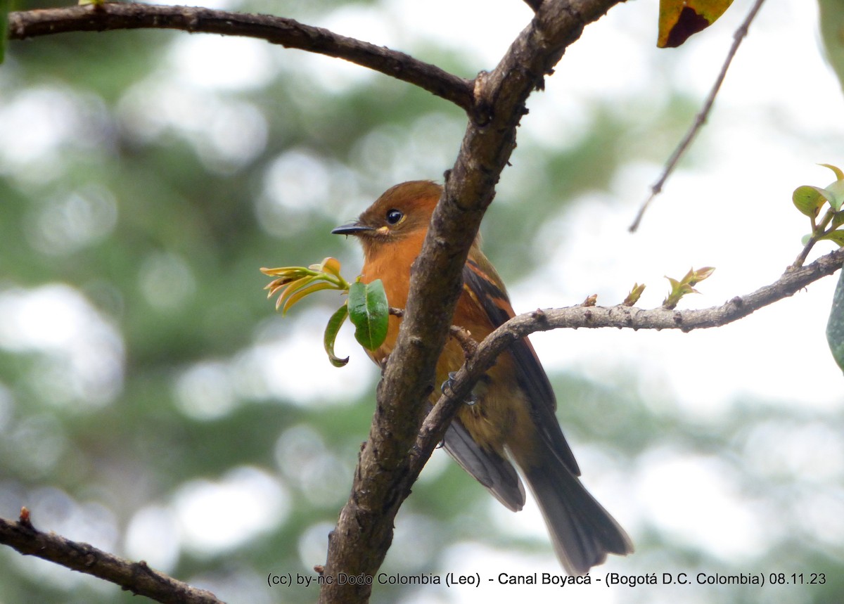 Cinnamon Flycatcher - ML610941374