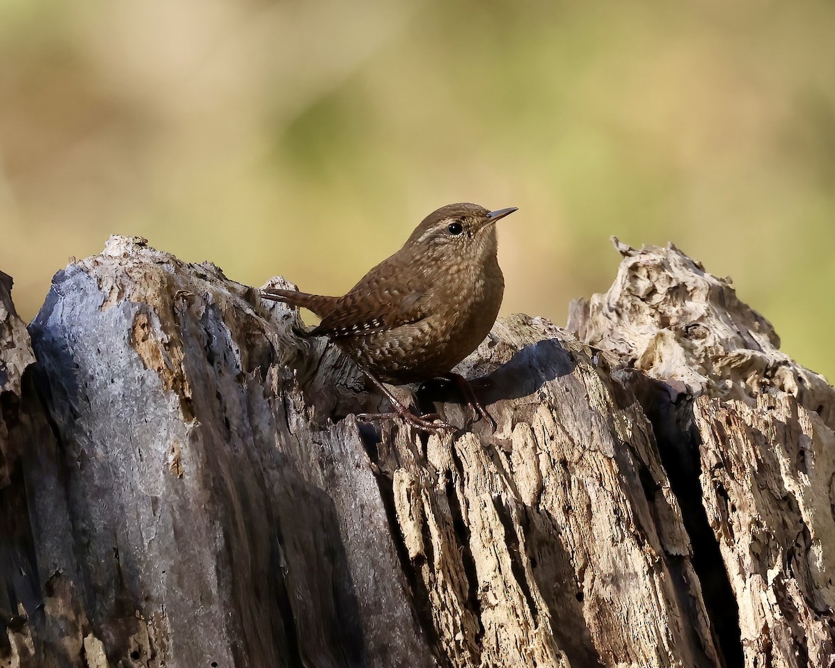 Troglodyte des forêts - ML610941381