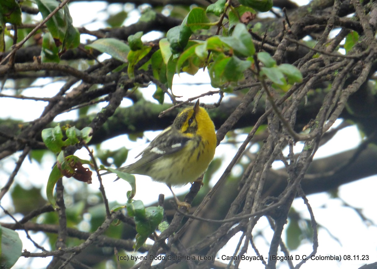 Blackburnian Warbler - ML610941384