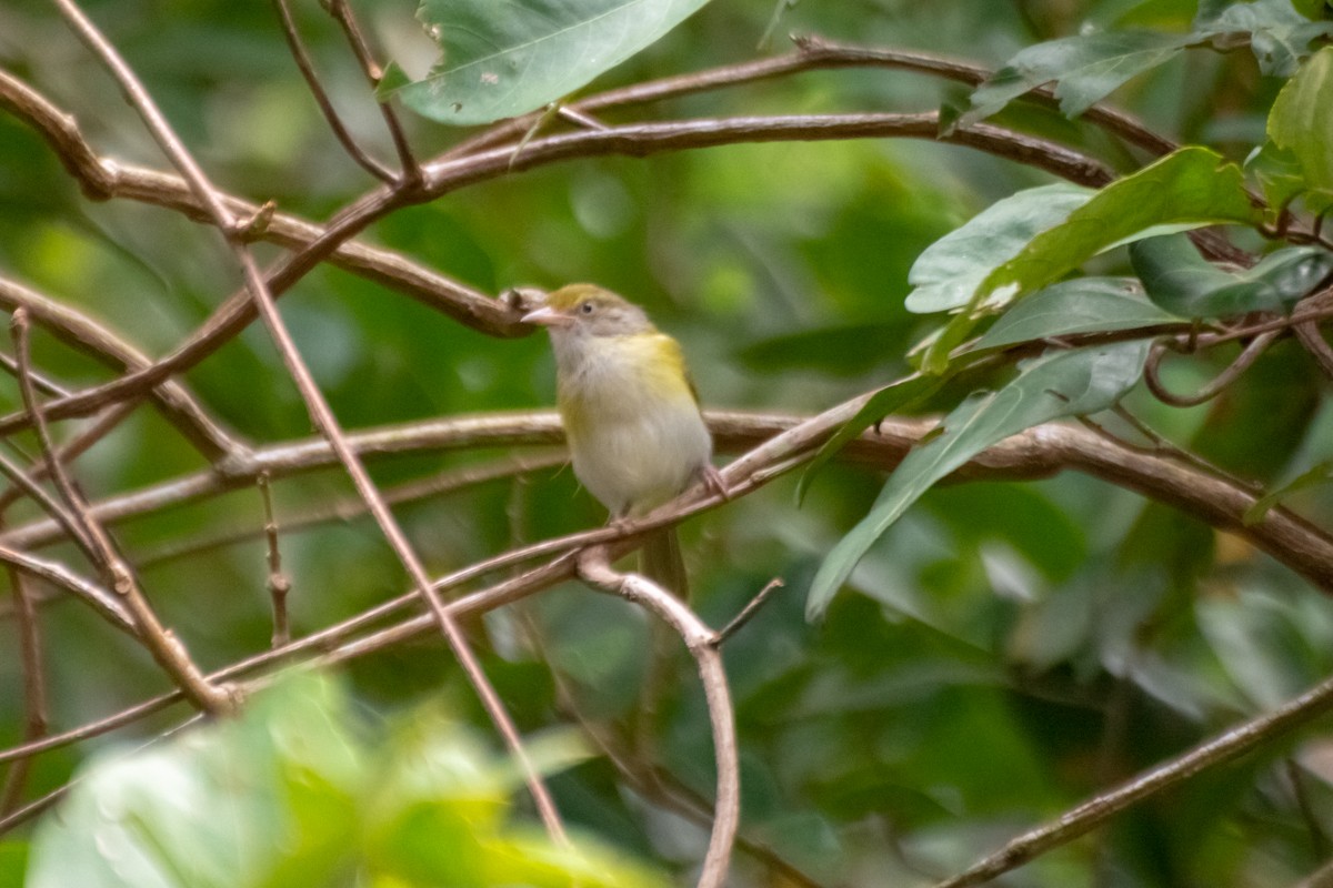 Gray-chested Greenlet - roberto cyrino