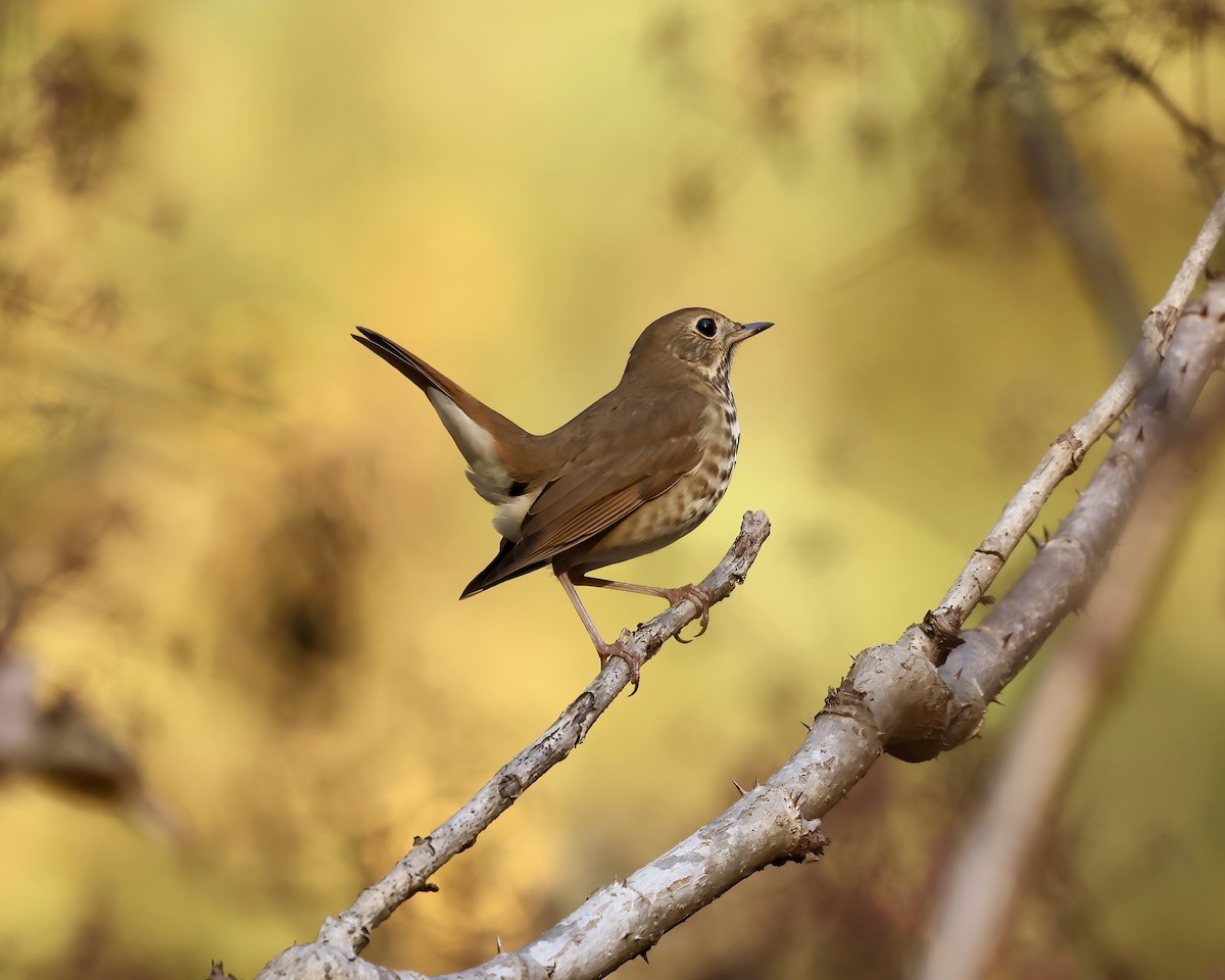 Hermit Thrush - ML610941451