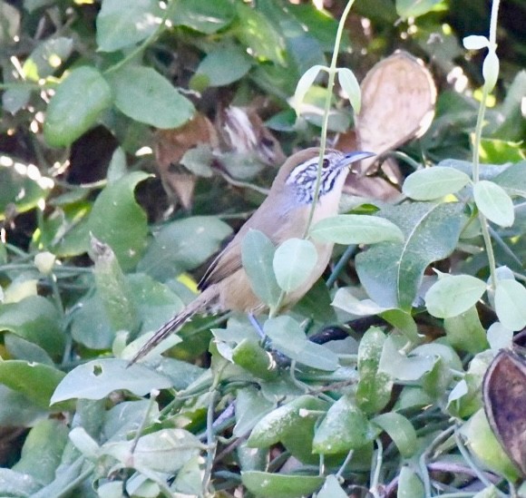 Happy Wren - ML610941487