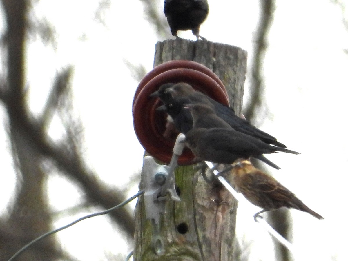 Brewer's Blackbird - ML610941509