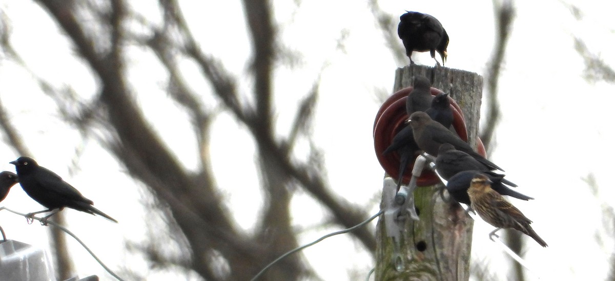 Brewer's Blackbird - ML610941510