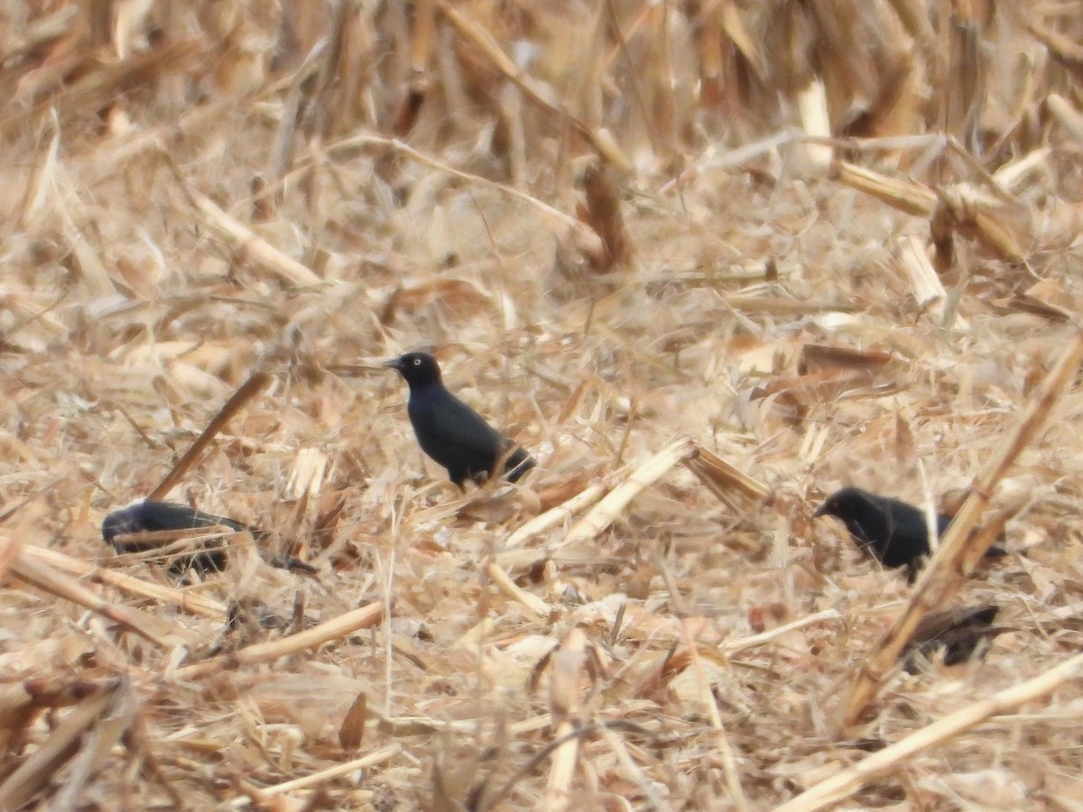 Brewer's Blackbird - ML610941512