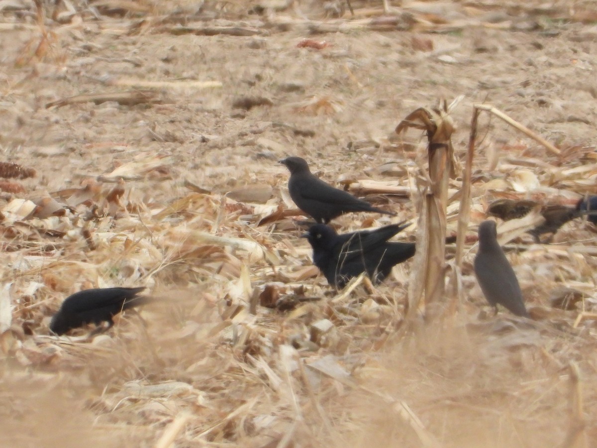 Brewer's Blackbird - ML610941513