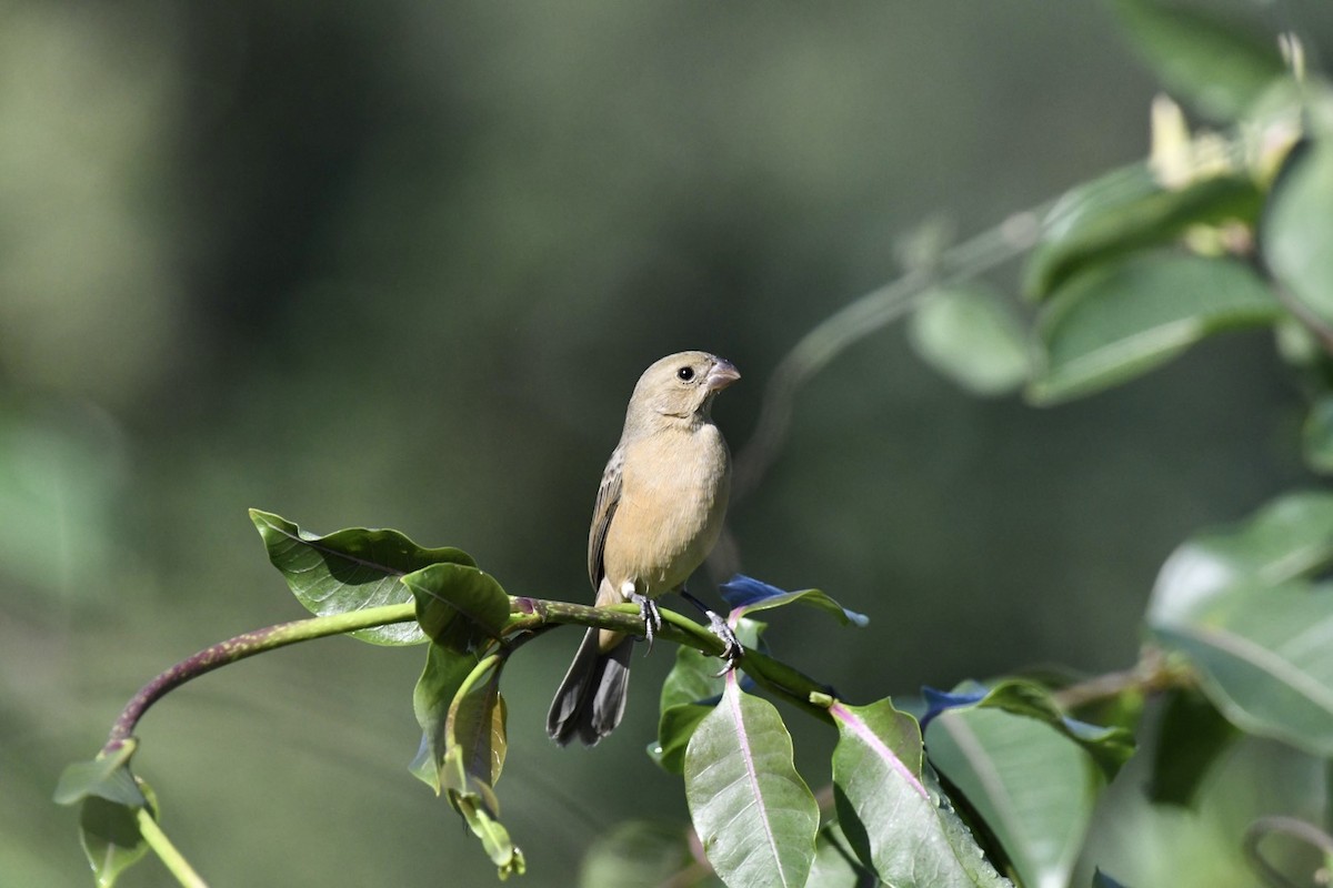 Cinnamon-rumped Seedeater - ML610941517