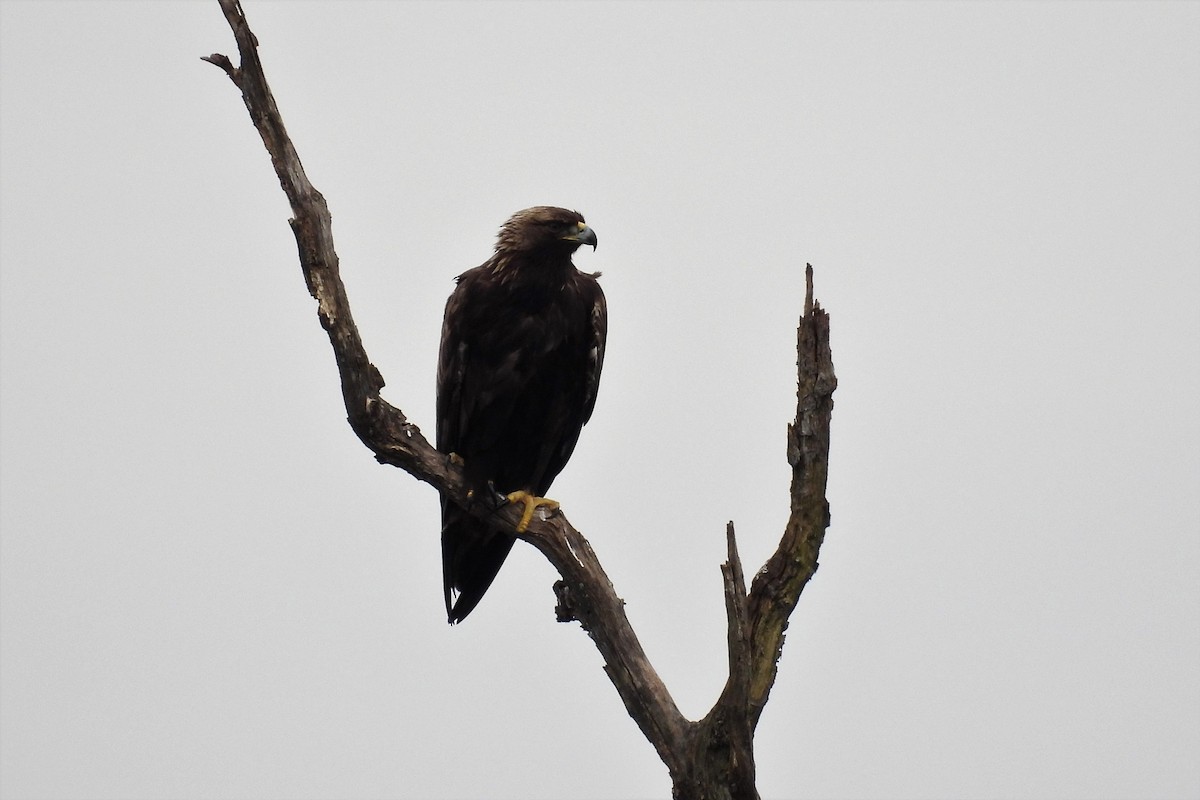 Golden Eagle - ML610941811