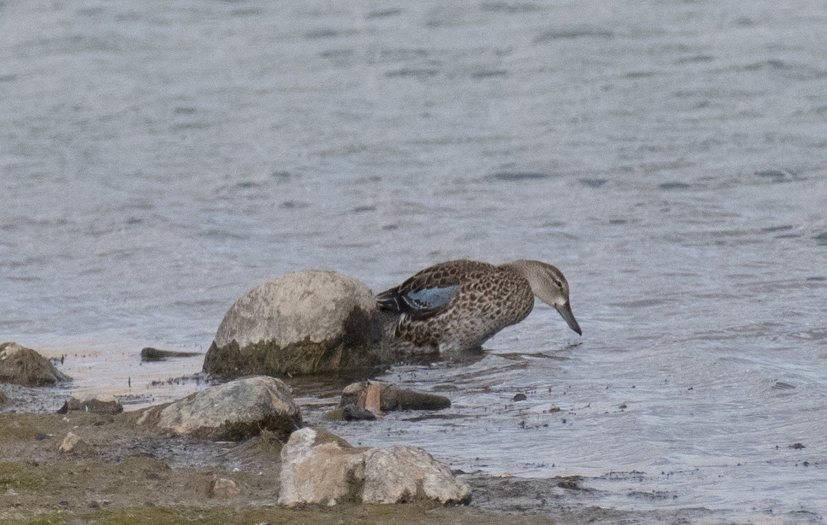 Blue-winged Teal - ML610942048