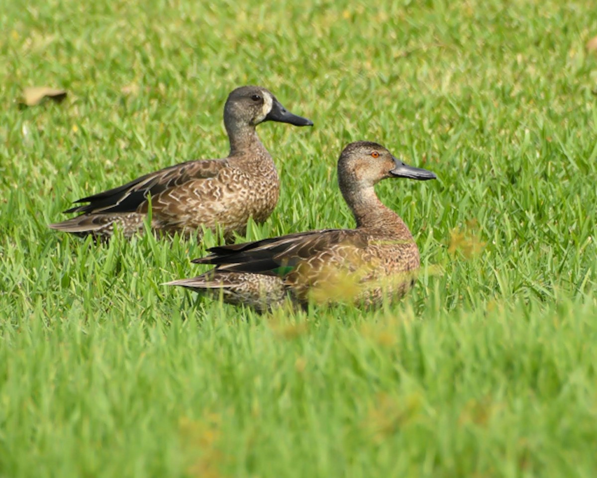 Blue-winged Teal - Peter Kemp