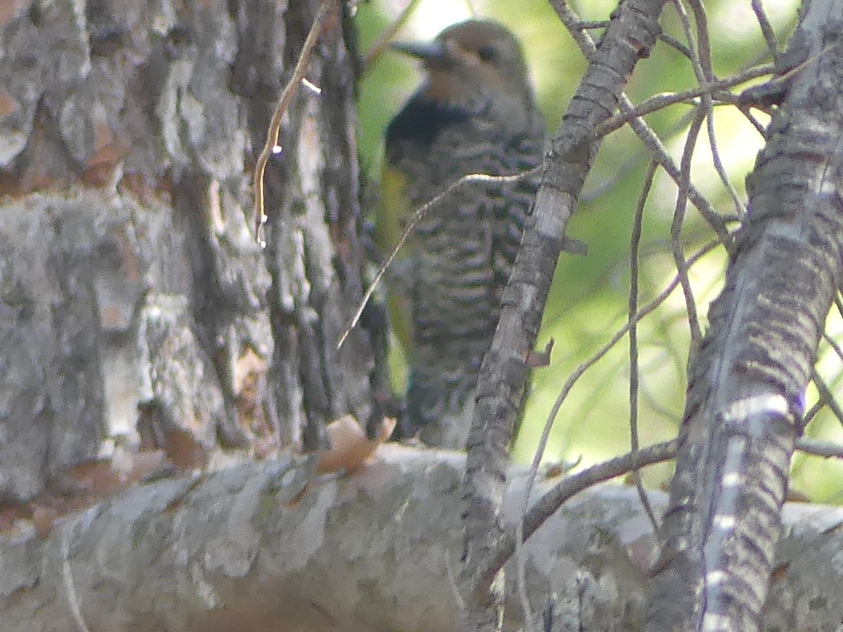 Williamson's Sapsucker - David Telles