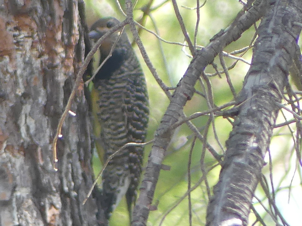 Williamson's Sapsucker - ML610942087