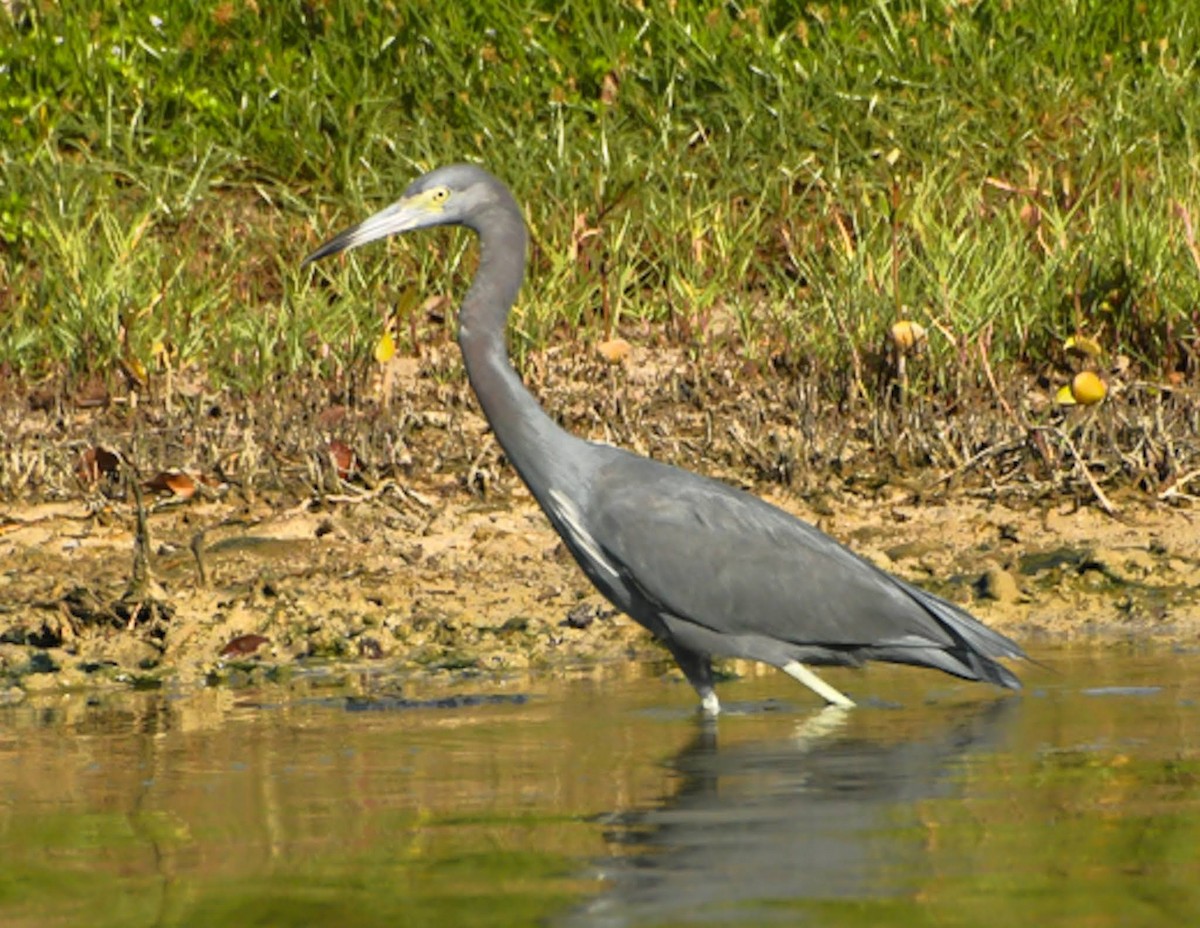 Little Blue Heron - Peter Kemp