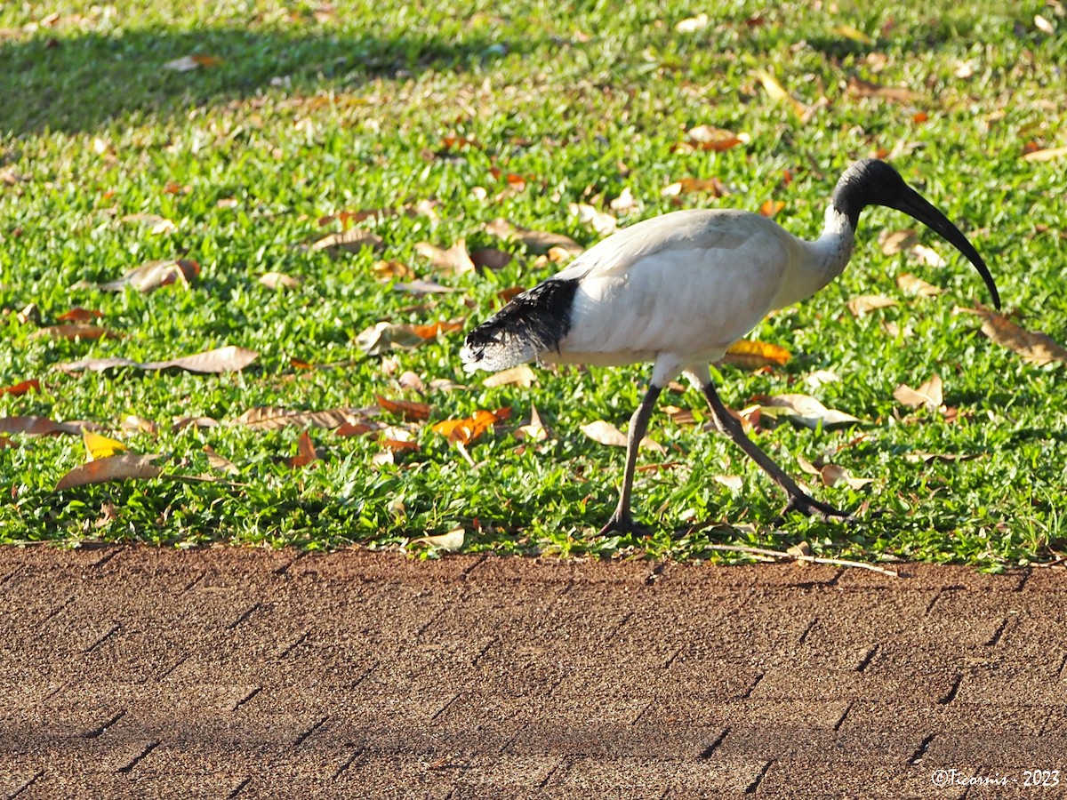 ibis australský - ML610942315
