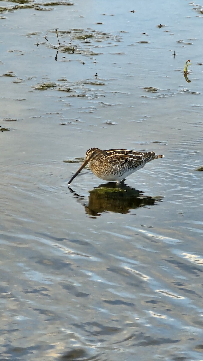 Wilson's Snipe - ML610942339