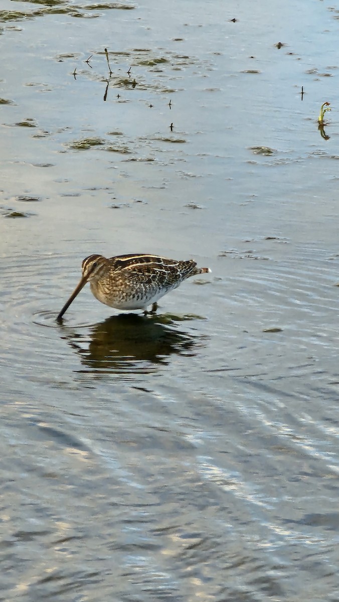 Wilson's Snipe - Bret Lang