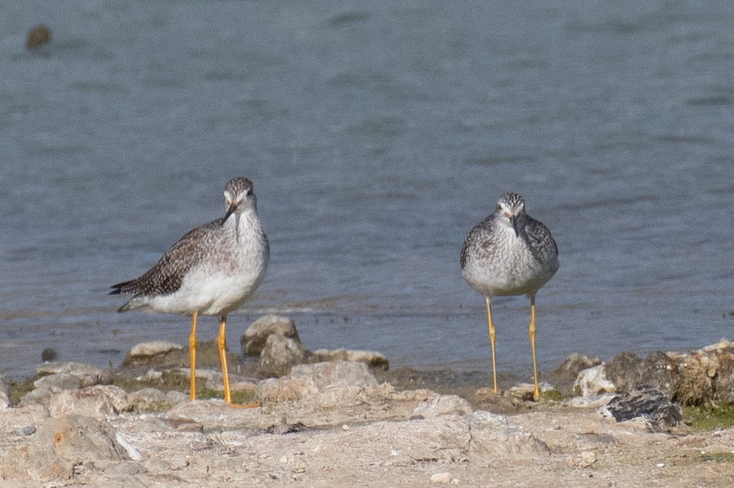 Greater Yellowlegs - ML610942356