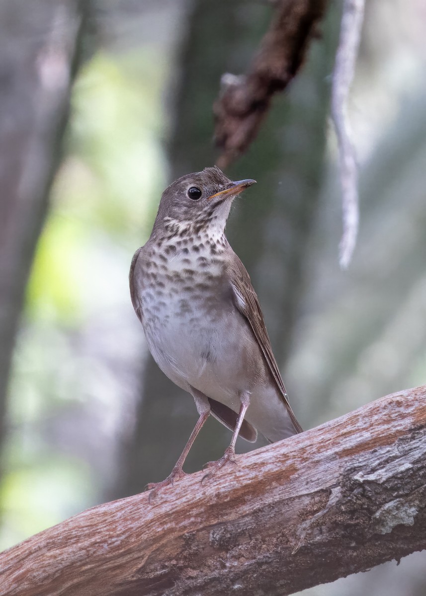 Gray-cheeked Thrush - ML610942473