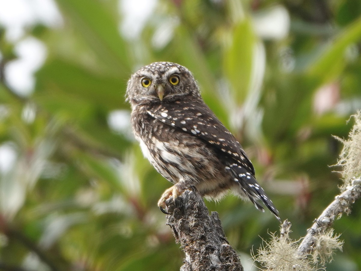 Yungas Pygmy-Owl - Barry Reed