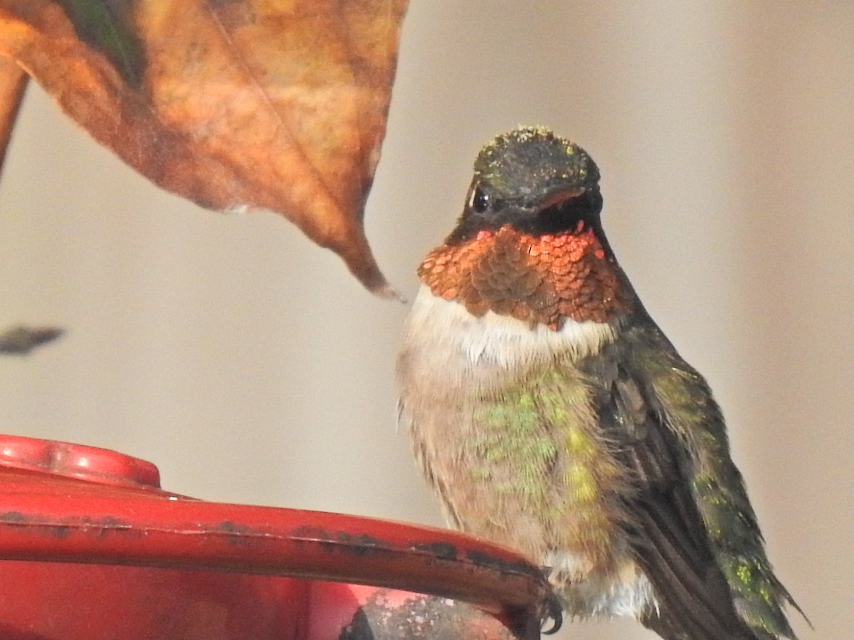 Ruby-throated Hummingbird - ML610942631