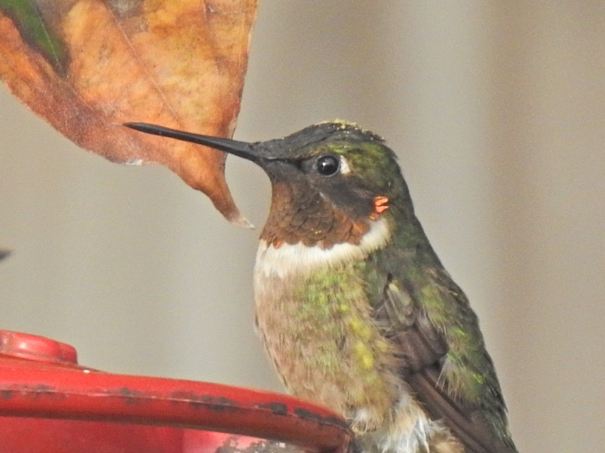 Ruby-throated Hummingbird - ML610942641