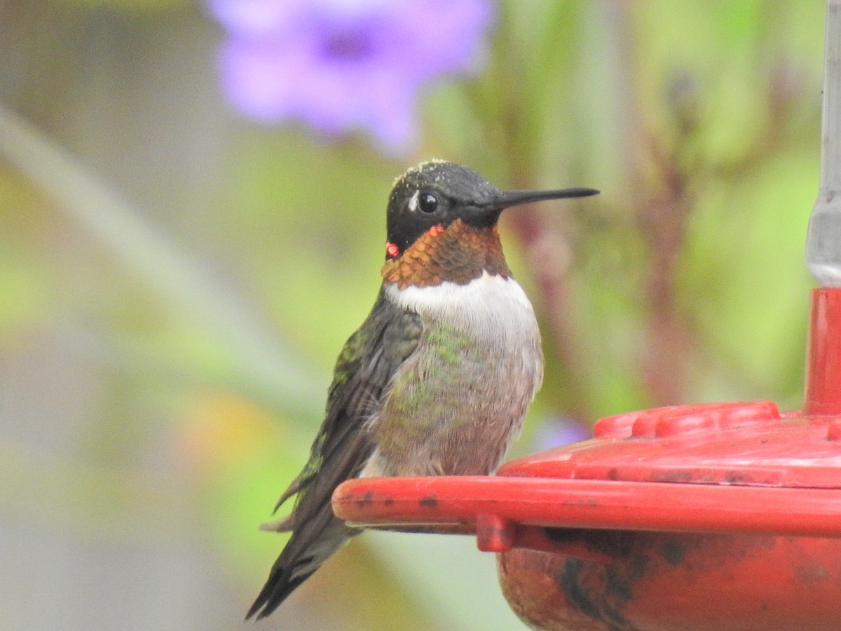 Ruby-throated Hummingbird - ML610942649