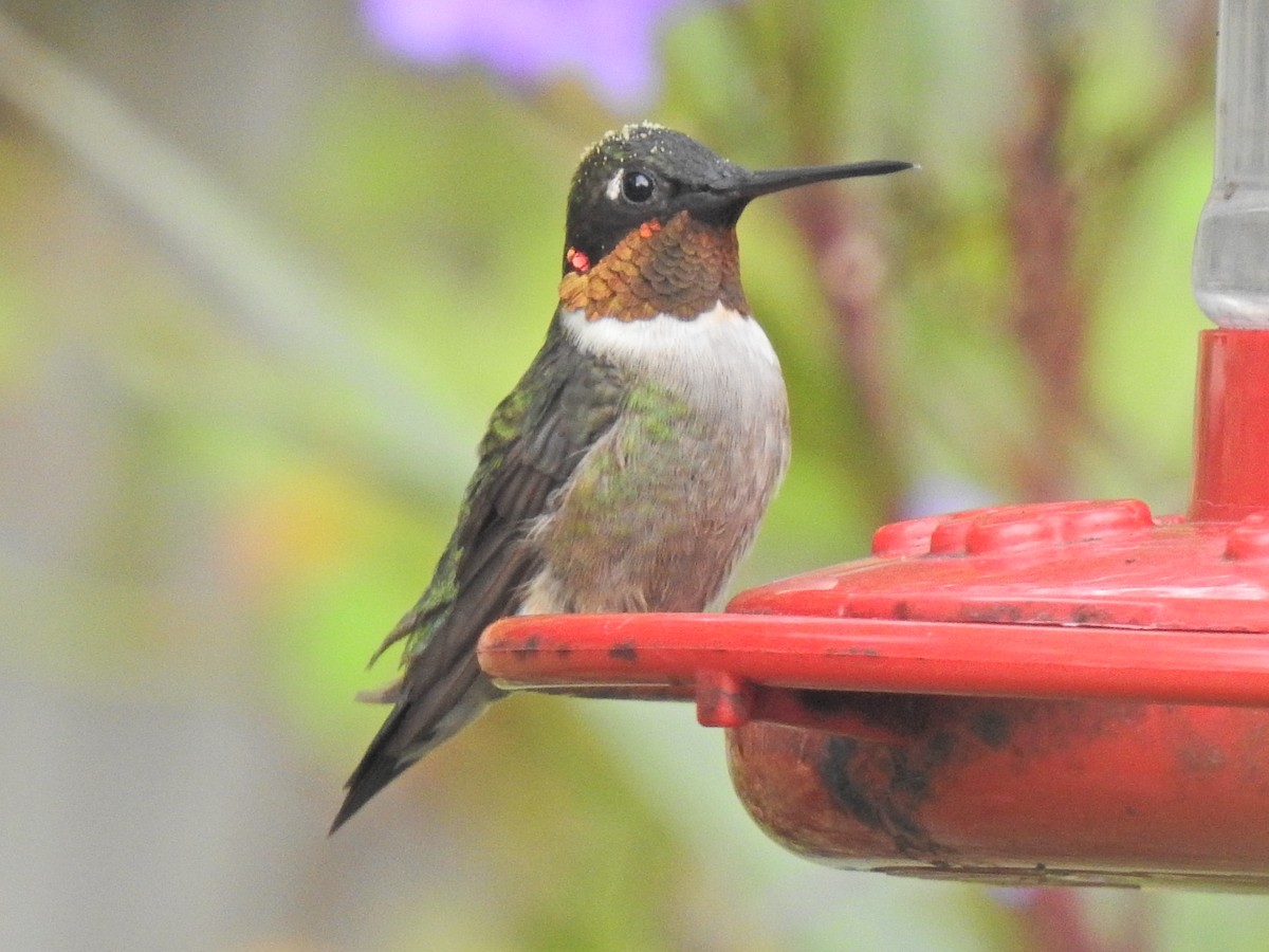 Ruby-throated Hummingbird - ML610942672