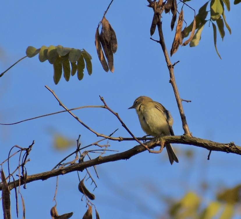 Pine Warbler - ML610942897