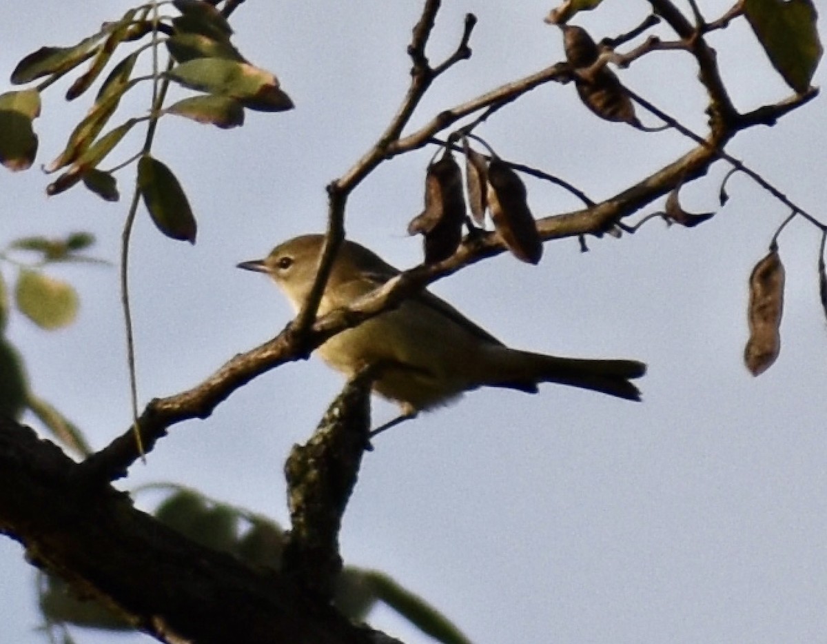 Pine Warbler - Joseph Trezza