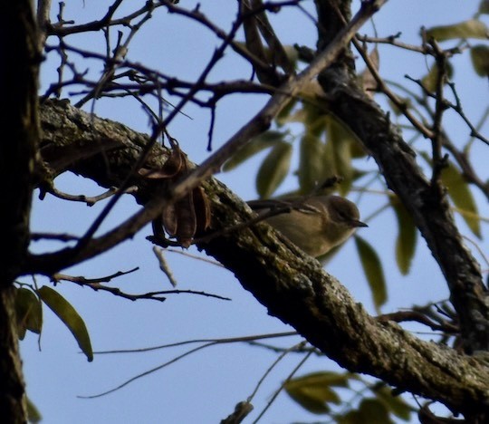 Pine Warbler - Joseph Trezza