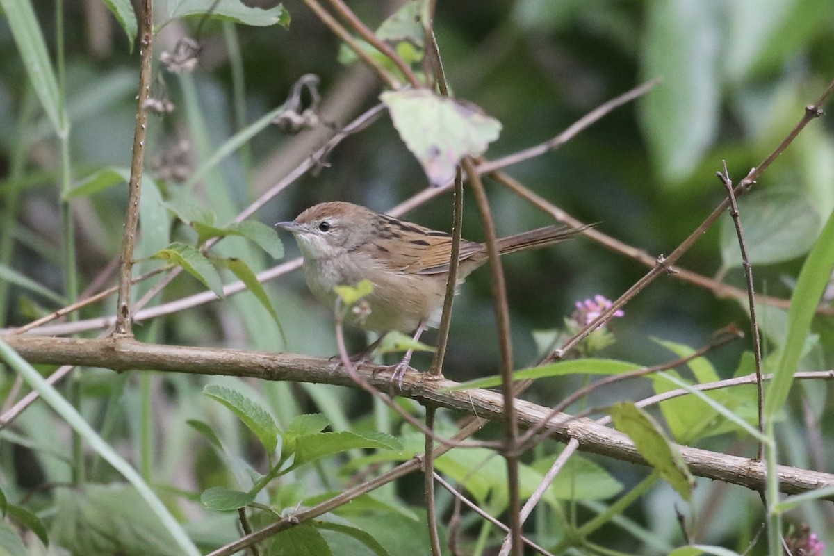 Tawny Grassbird - Jim Stone