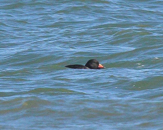 Black Scoter - ML610942939