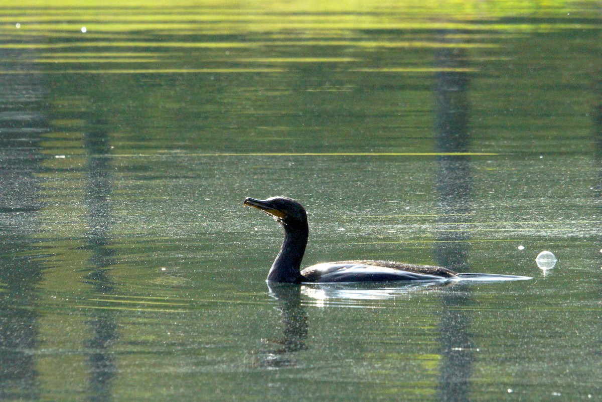 Double-crested Cormorant - ML610942973