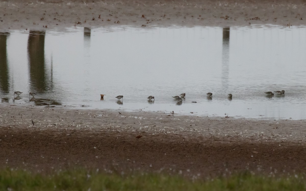 Dunlin - ML610942975