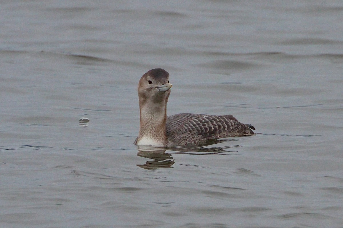 Yellow-billed Loon - Grant Edwards