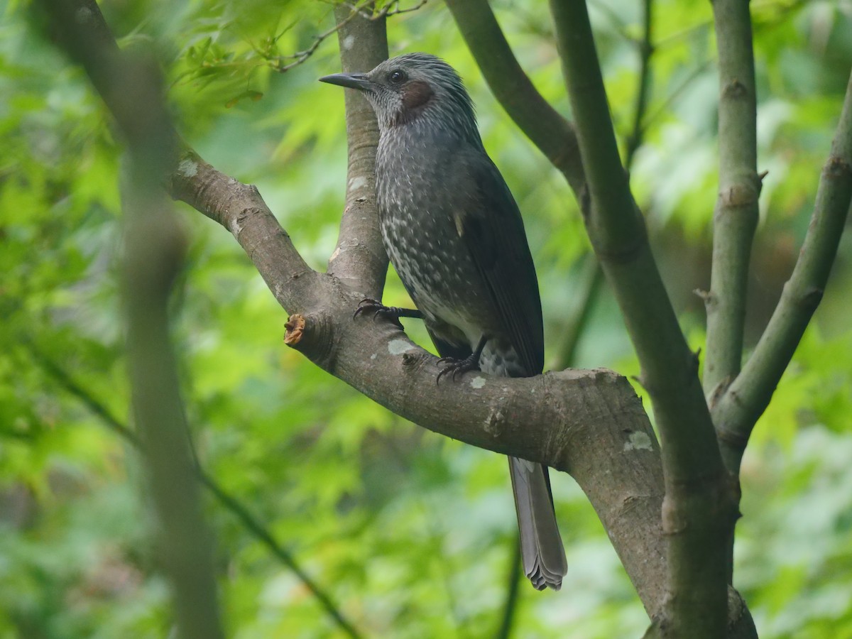 Brown-eared Bulbul - ML610943274