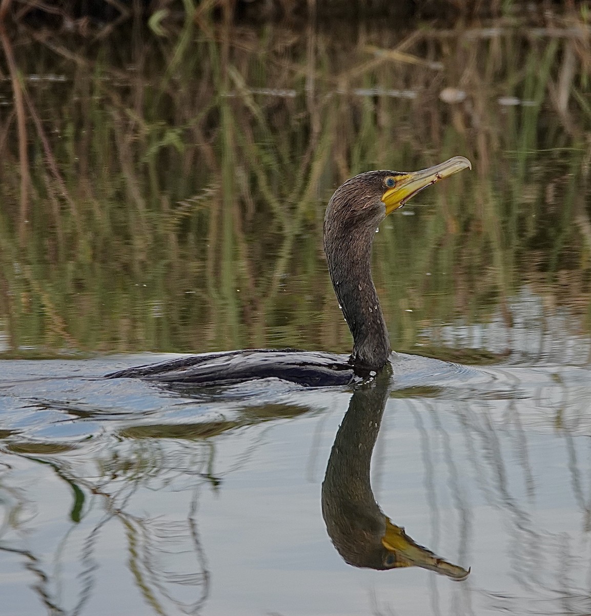 Cormorán Orejudo - ML610943275