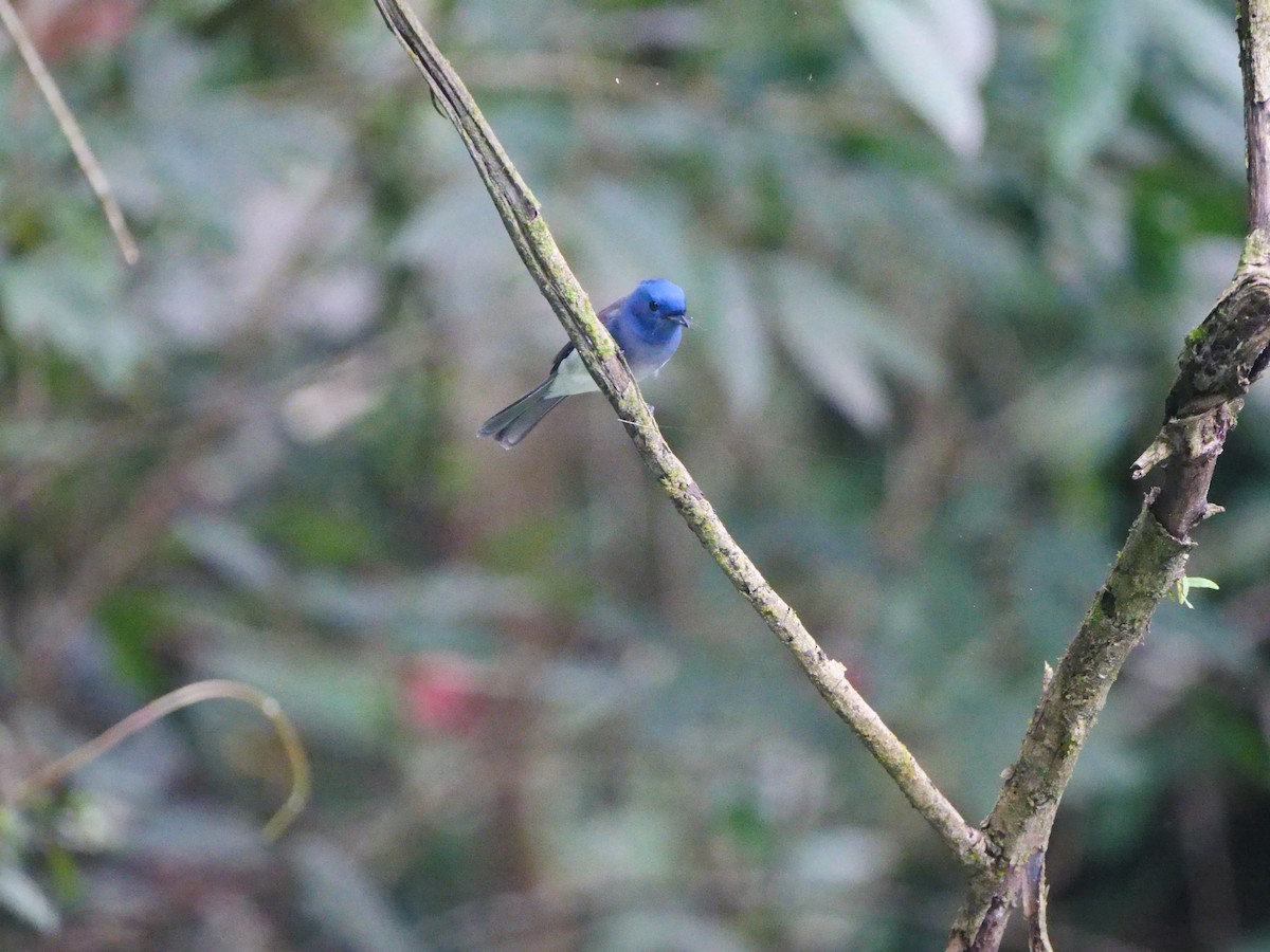 Black-naped Monarch - ML610943418