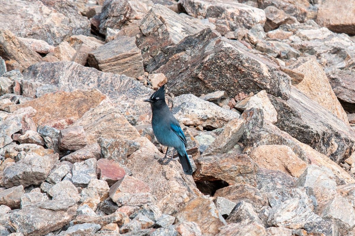 Steller's Jay - Brent Reed